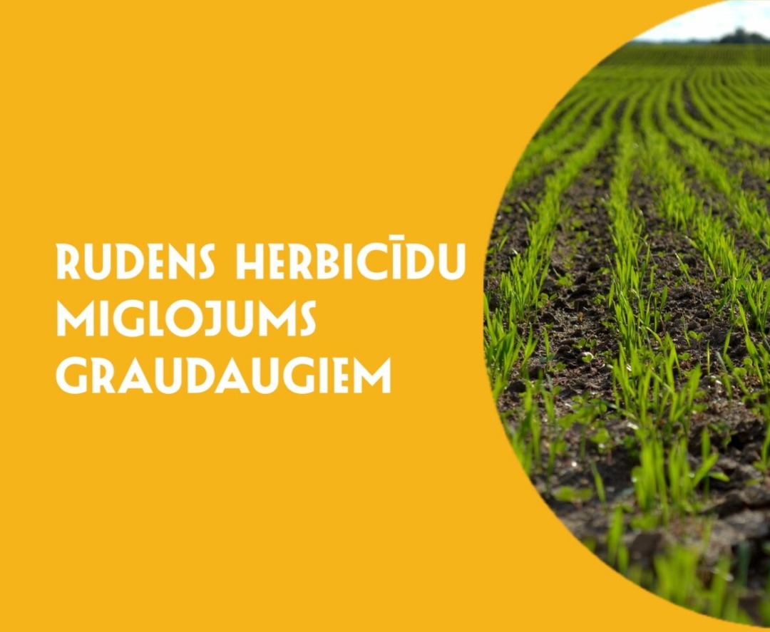 titulbilde rakstam agronoma ieteikums par rudens herbicīdu miglojumu graudaugiem