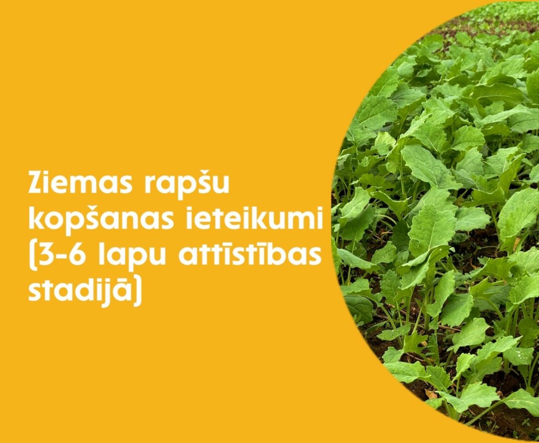 titulbilde VAKS Agronoma ieteikumam par ziepas rapšu kopšanu 3-6 lapu stadijā