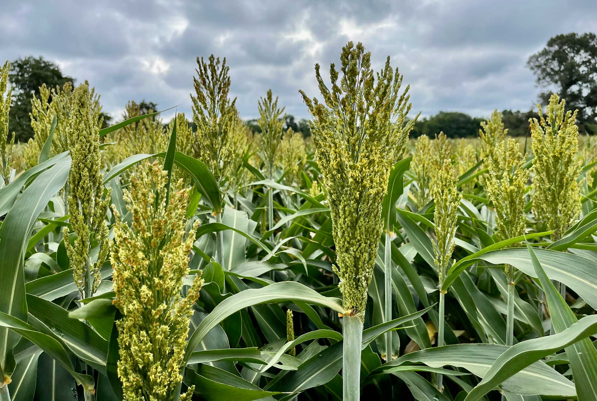 green sorghum plants on a field