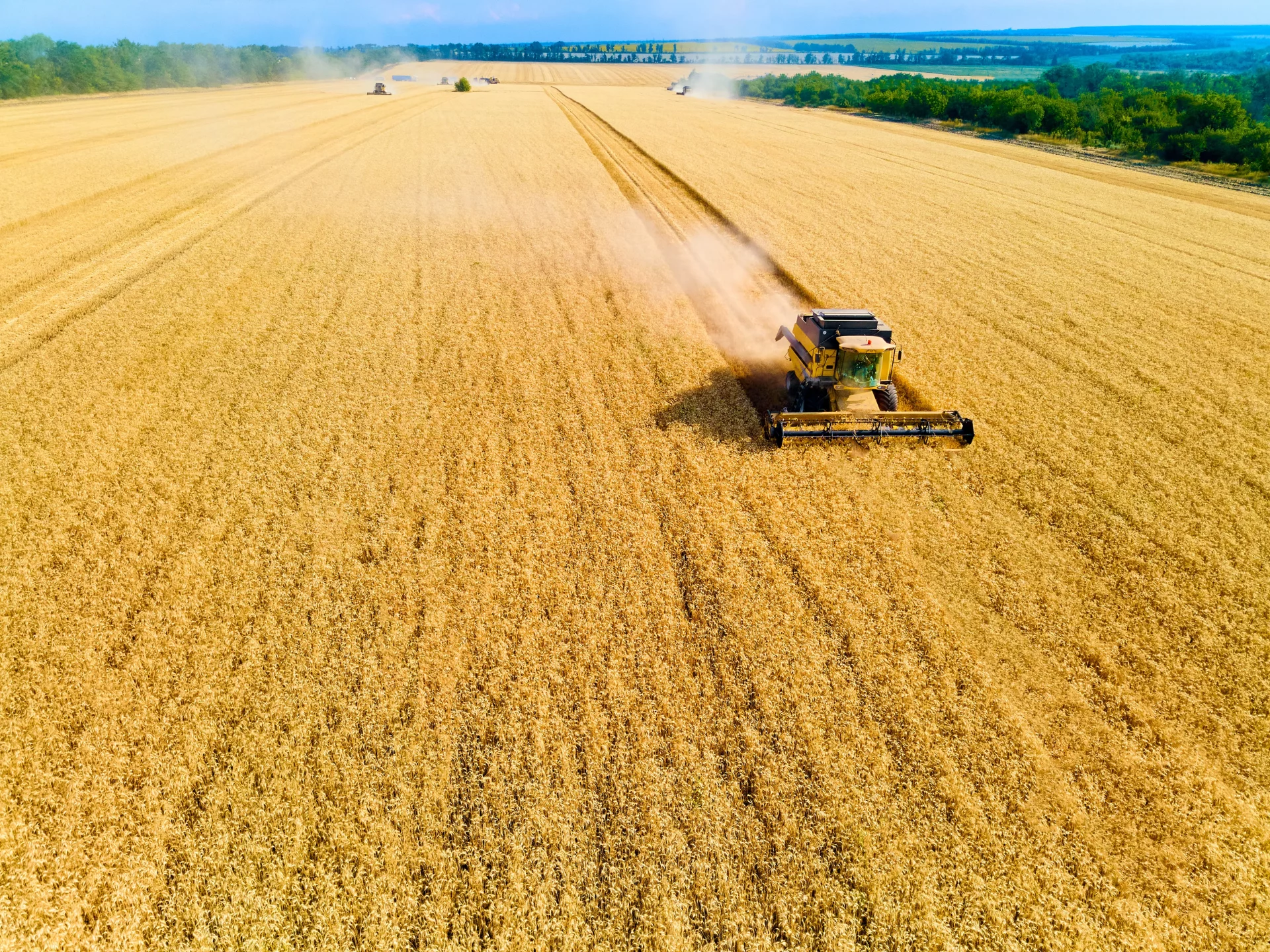 Harvester on grain field